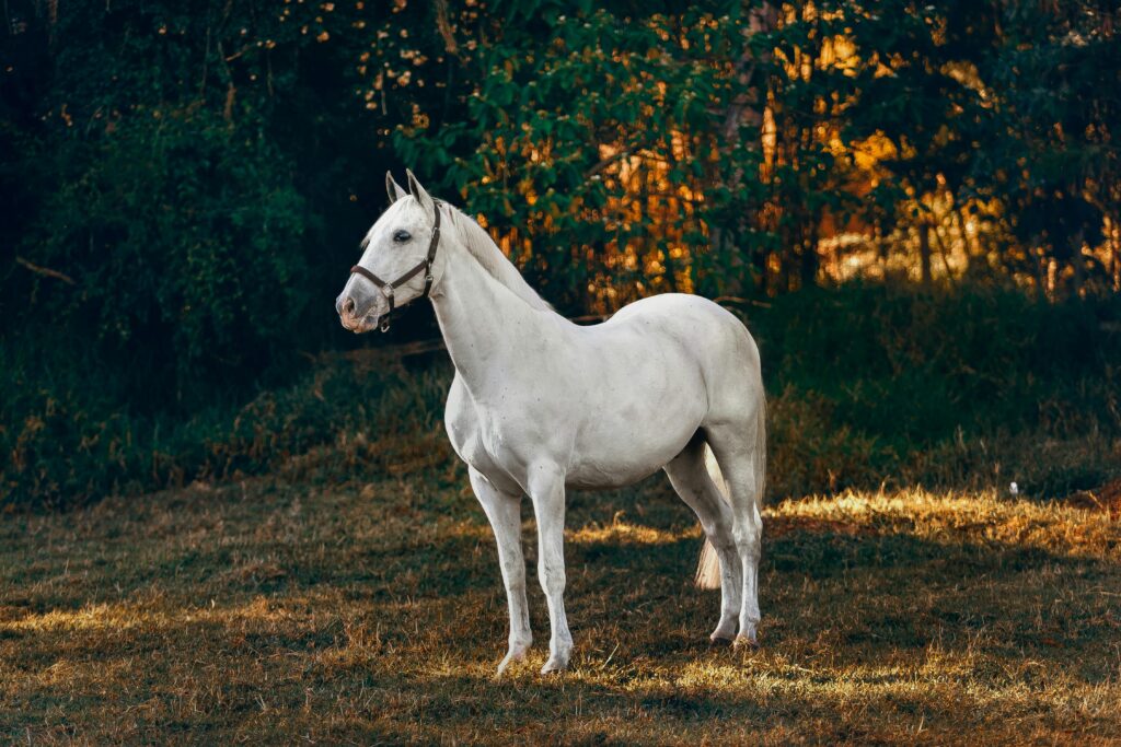 A beautiful white horse standing in a sunny countryside meadow, highlighting its grace and elegance.